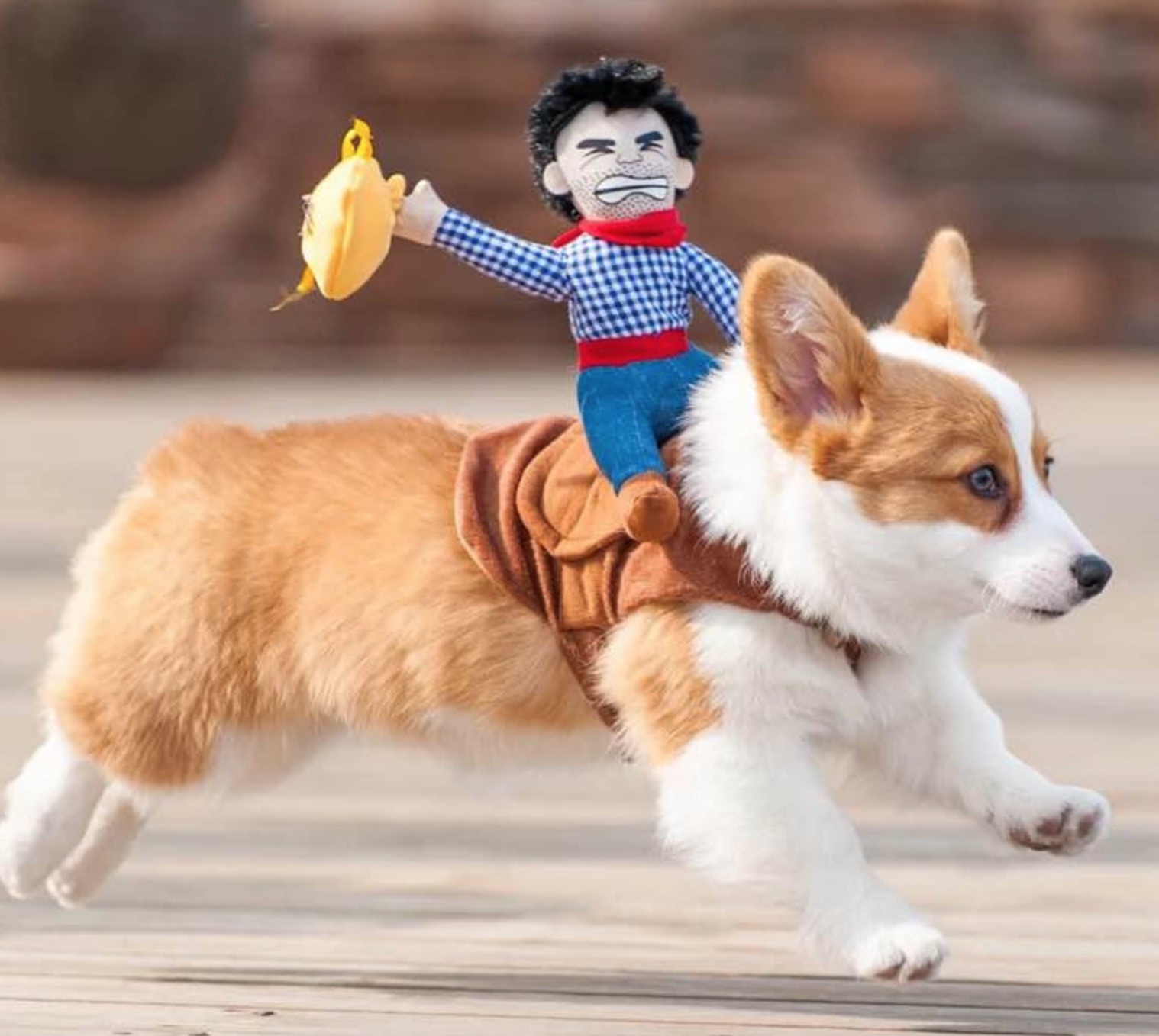 Riding clothes pet clothes - Image 5