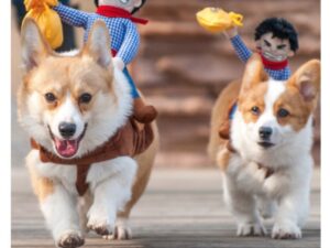 Riding clothes pet clothes